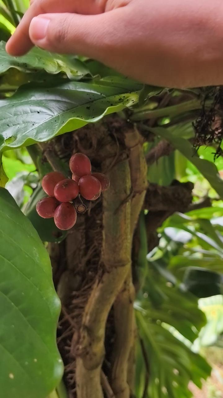 Introducing Our Coffee Beans Product