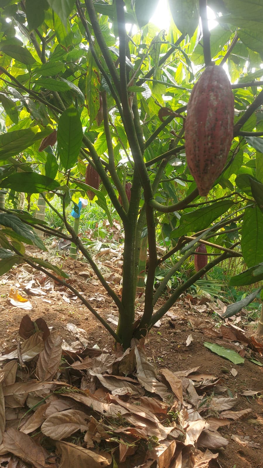 Introducing Our Cacao Beans Products